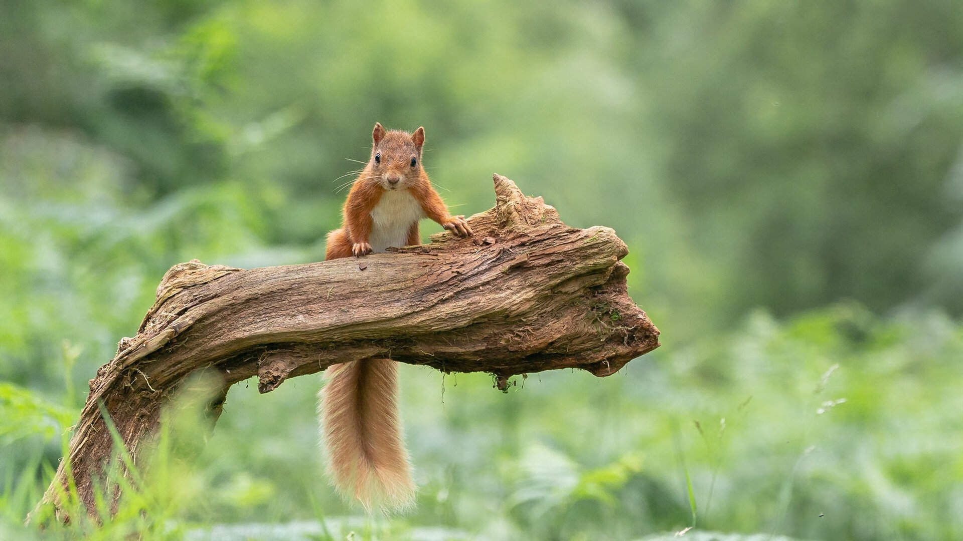 凌晨四点的神秘简讯,候场球员恩佐G6砍下五双,拯救赛点
