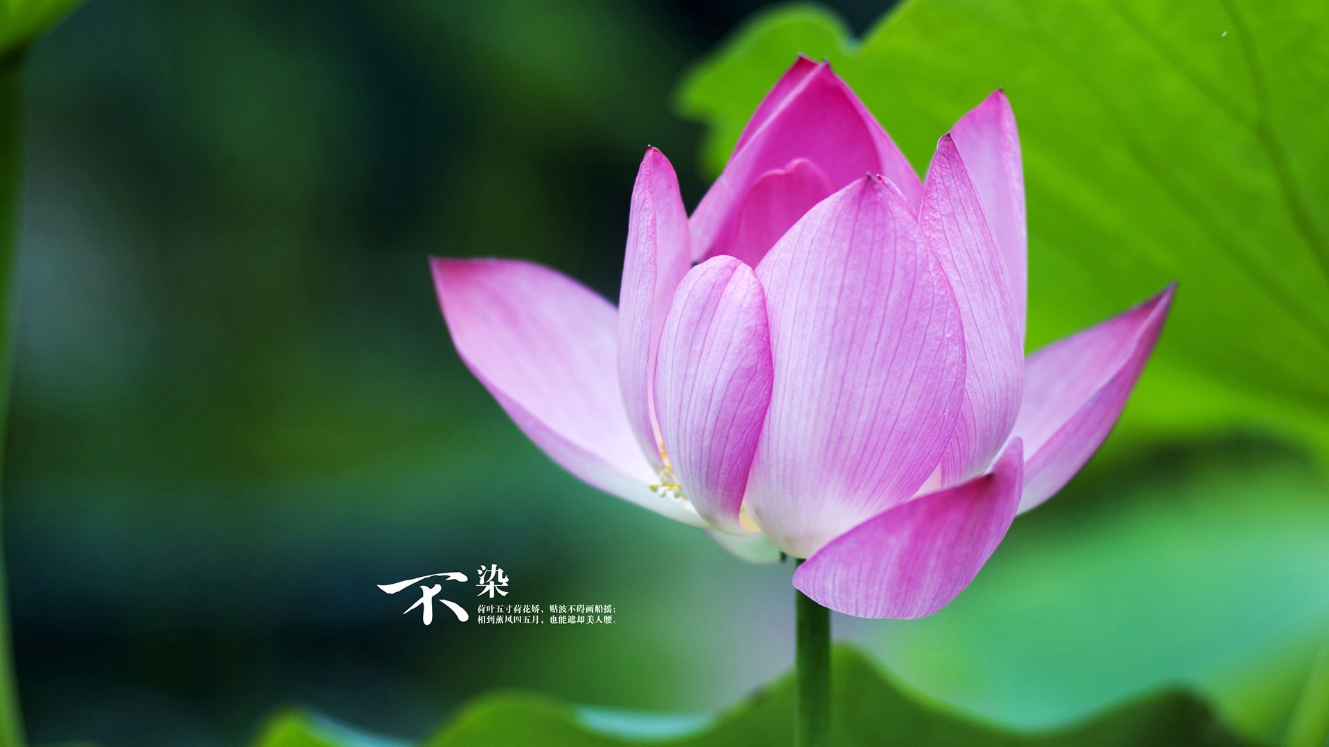 绿茵交响诗,法比尼奥的节奏魔术与摩洛哥的战术洪流