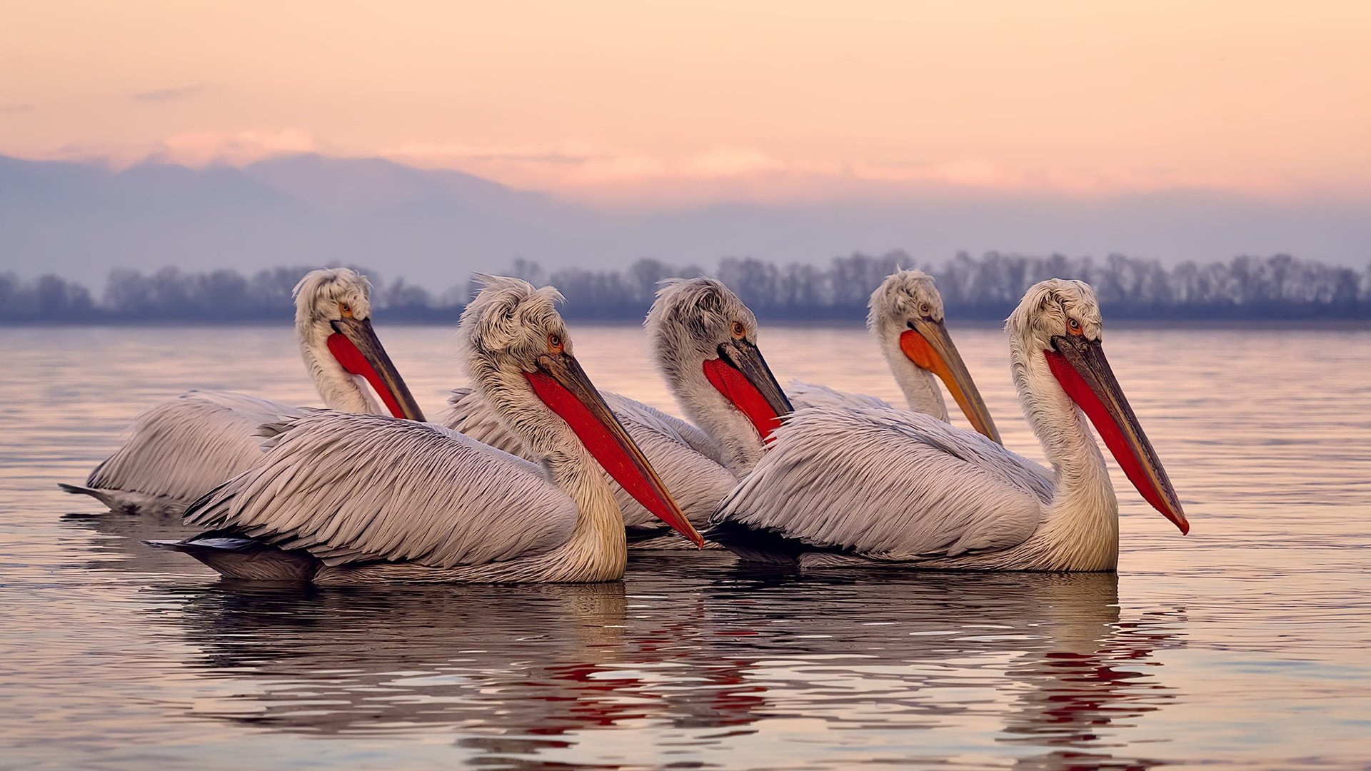 胜利的唯一路径，F1巴林揭幕战策略与鹈鹕绝杀老鹰的惊人共通之处