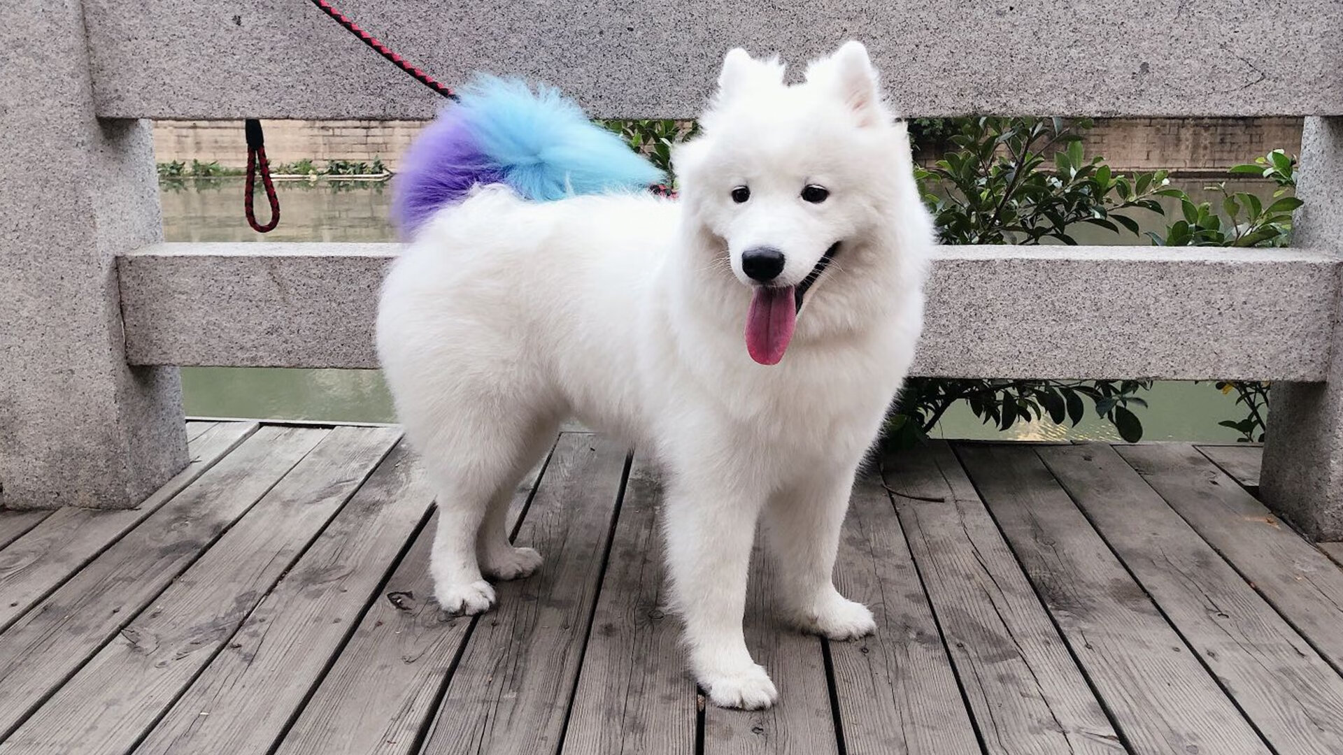 极速狂飙!北京队赛道式攻防让活塞提前进站维修