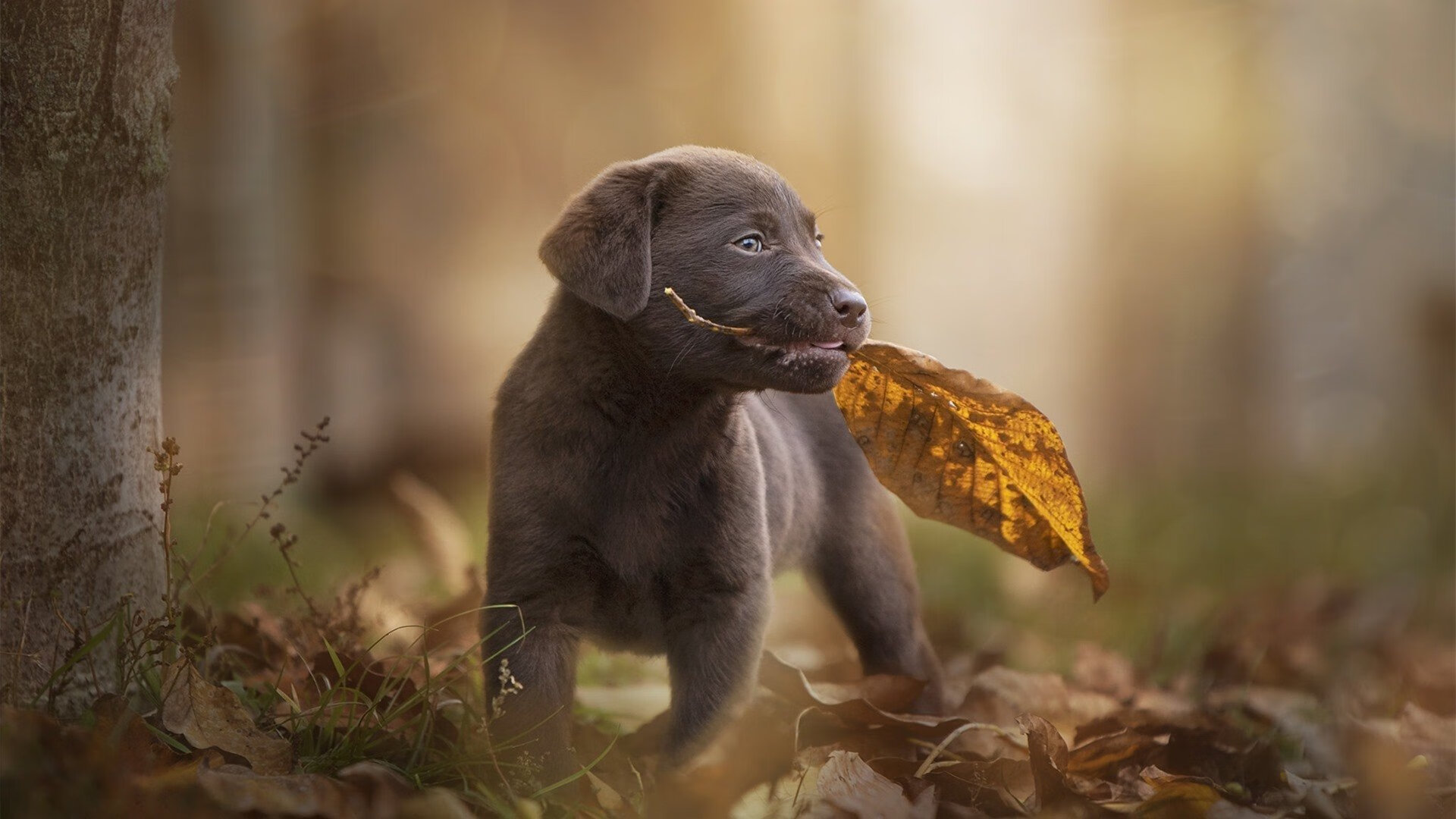 加克波独造三球改写法甲历史!里昂四球惊世横扫西班牙,奇迹之夜他一人接管半决赛