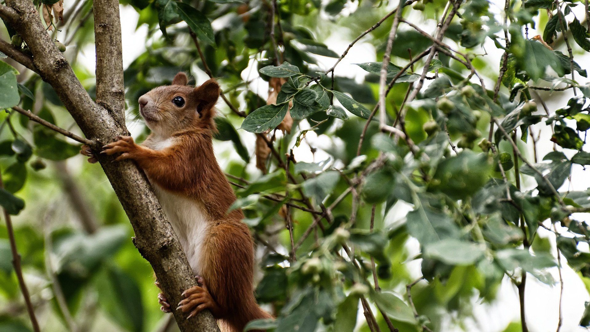 平行时空的足球狂想，当伊朗击溃国际米兰，拉什福德在世界杯加冕