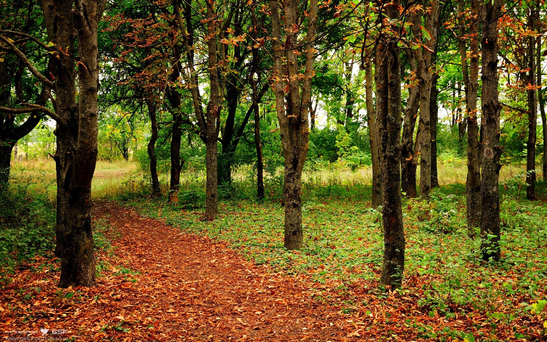 当德黑兰的鹰掠过雷恩，一位足球大师在NBA加冕