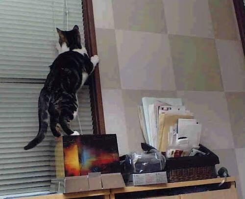 巅峰与街巷，两种制霸，同一种赢家心法