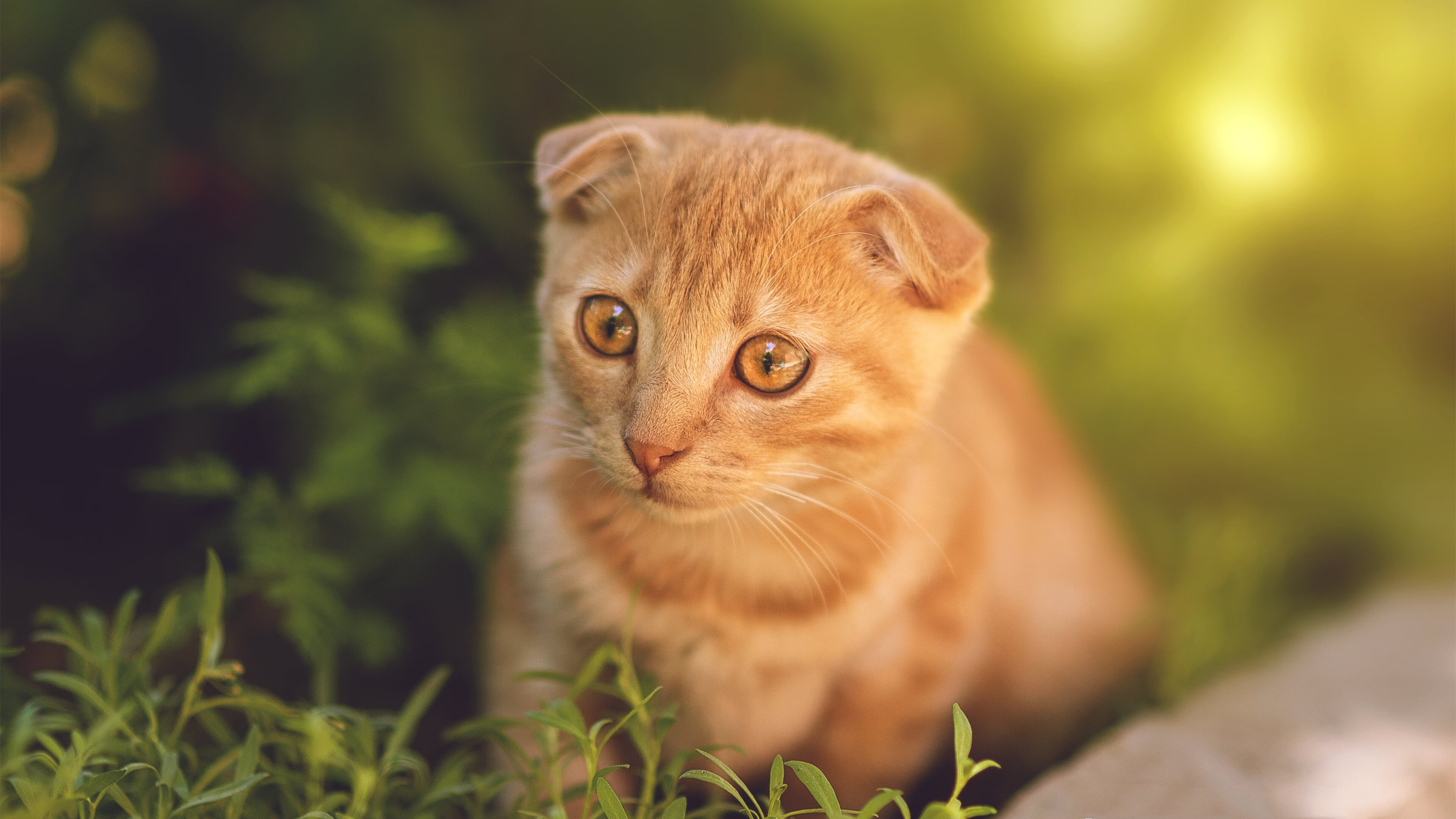 当绿茵战术照亮硬木球场，法比尼奥如何用巴西式压迫在NBA季后赛接管比赛