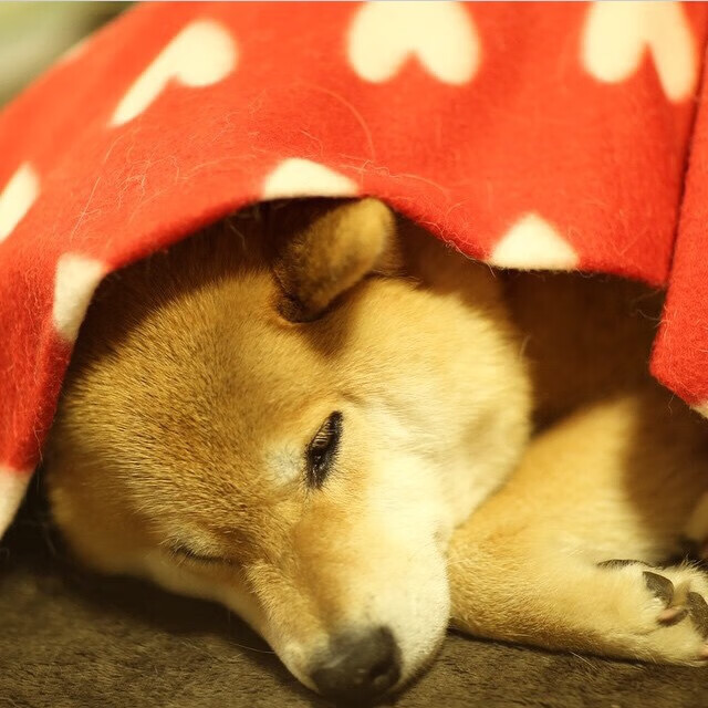 意甲焦点战，那不勒斯链式防守再现，像开拓者封锁太阳般窒息