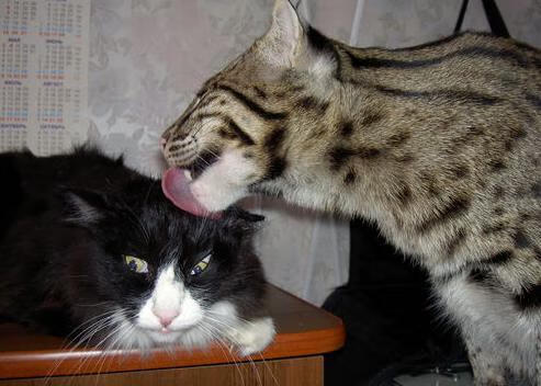 欧冠半决赛焦点战,比利亚雷亚尔逆袭,加拿大梦碎之夜