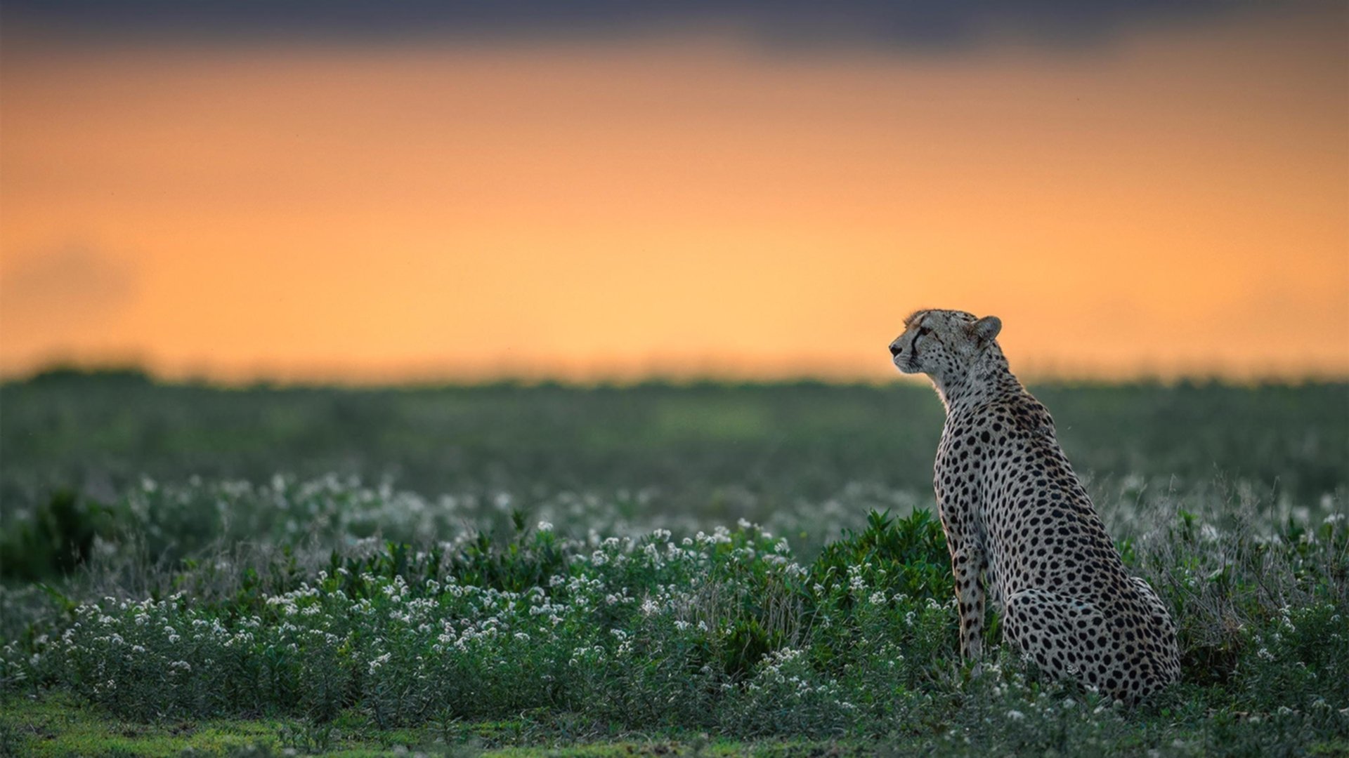 黄色防线撕裂者,富安健洋的亚平宁断崖式单挑—当日本铁闸让佛罗伦萨的进攻哲学沦为慢动作回放