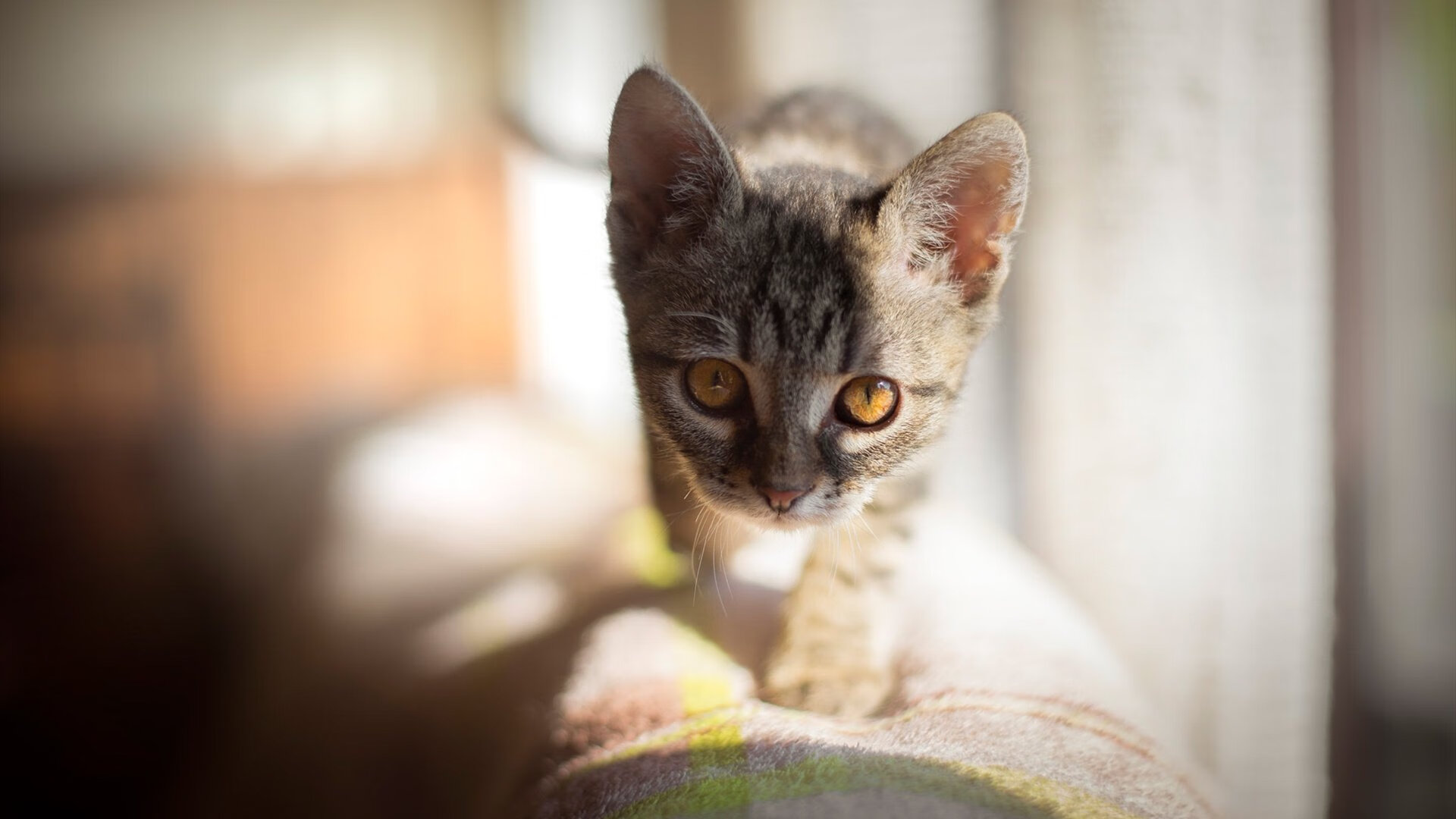 当天山杜兰特遇上卫冕冠军,新疆飞虎的战术革命