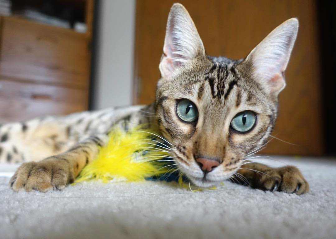 文班亚马爆发引领新星浪潮，凯尔特人争冠战险胜骑士显实力