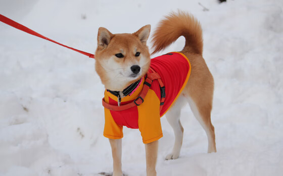 克利夫兰封神夜，加时血战，詹姆斯以唯一方式写下传奇终章